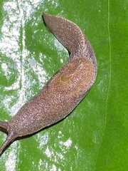 Parmacochlea furca