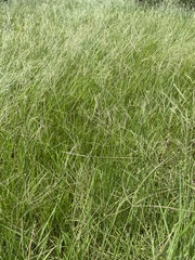 Digitaria eriantha