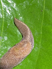 Parmacochlea furca