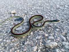 Thamnophis proximus