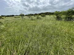 Digitaria eriantha