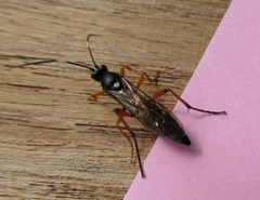 Diphyus