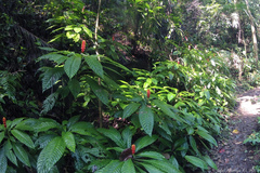 Magnoliopsida