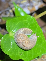 Parmacochlea furca
