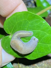 Parmacochlea furca