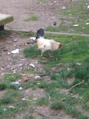 Gallus gallus domesticus