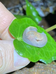 Parmacochlea furca