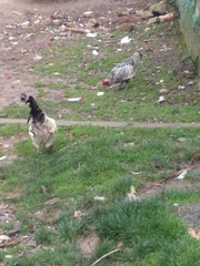 Gallus gallus domesticus