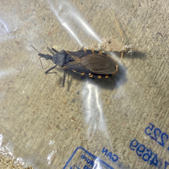 Triatoma gerstaeckeri