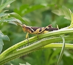 Acrididae
