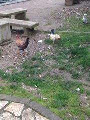 Gallus gallus domesticus