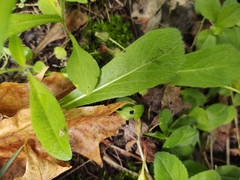 Pilosella aurantiaca