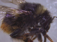 Bombus mendax