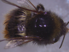 Bombus mendax