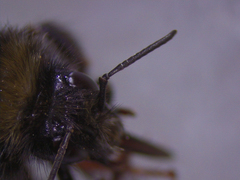Bombus mendax