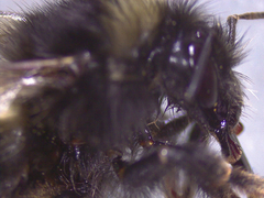 Bombus mendax