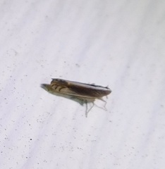 Stenocranus brunneus