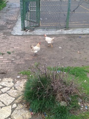 Gallus gallus domesticus
