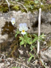 Viola tricolor tricolor