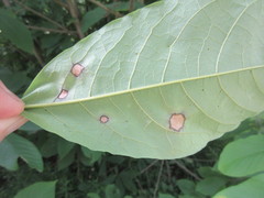 Phyllosticta asiminae