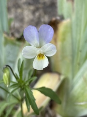 Viola tricolor tricolor