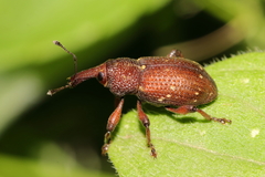 Hylobius transversovittatus