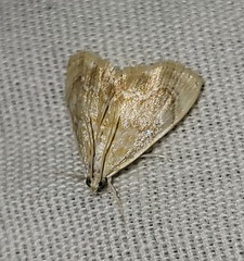 Glaphyria sesquistrialis