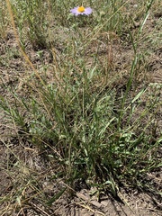 Symphyotrichum campestre