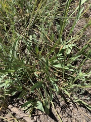 Symphyotrichum campestre