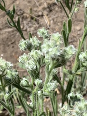Cryptantha torreyana