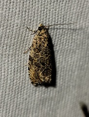 Olethreutes permundana