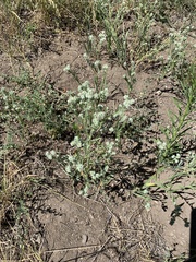 Cryptantha torreyana