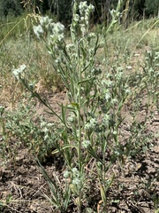 Cryptantha torreyana