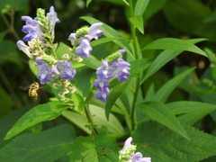 Anthidium manicatum