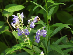 Anthidium manicatum