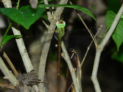 Triacanthagyna septima