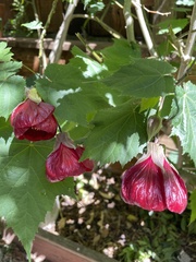 Abutilon × hybridum