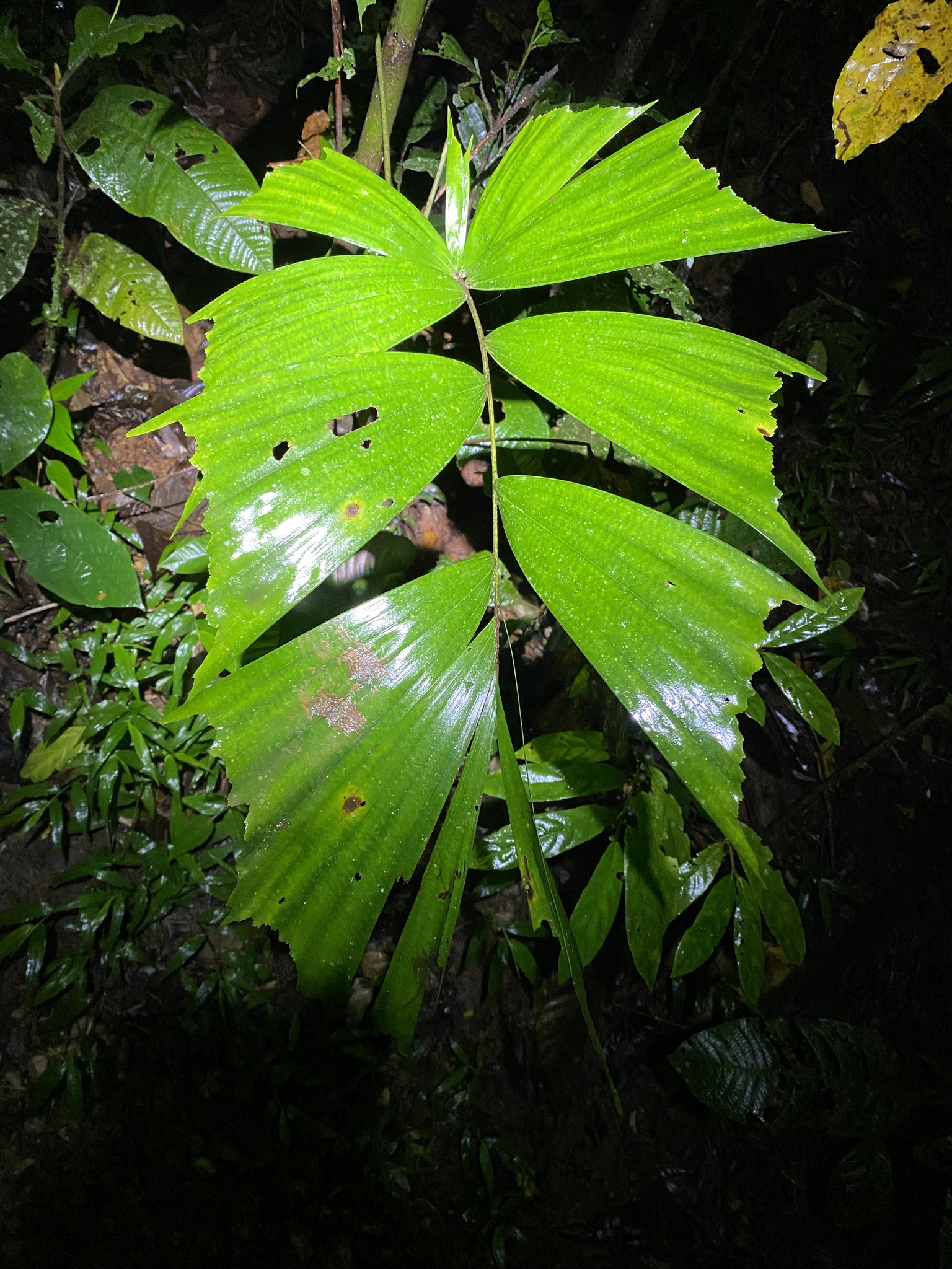 Caryota alberti