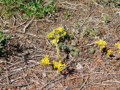 Sedum lanceolatum lanceolatum