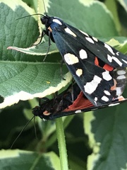Callimorpha dominula