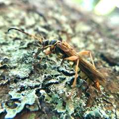 Necydalis cavipennis