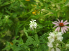 Lasioglossum