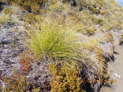 Chionochloa rigida rigida