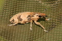 Bothynoderes affinis