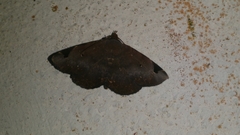 Mecodina