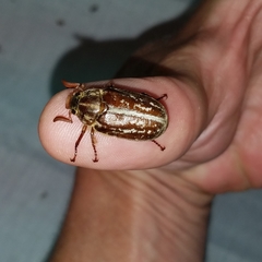 Polyphylla variolosa