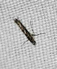 Neurobathra strigifinitella