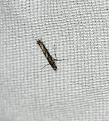 Neurobathra strigifinitella