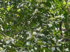 Psydrax umbellata