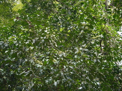 Psydrax umbellata